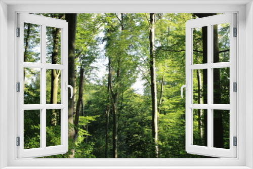 Fototapeta Naklejka Na Ścianę Okno 3D - Bäume im Dellwiger Bachtal in Dortmund