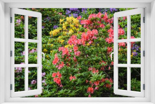 Fototapeta Naklejka Na Ścianę Okno 3D - Close up on a mix of vaierty of Rhododendron flowers