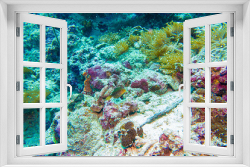 Fototapeta Naklejka Na Ścianę Okno 3D - フィリピン、セブ島の南西部にあるモアルボアルでダイビングする風景 Scenery of diving in Moalboal, southwest of Cebu Island, Philippines.