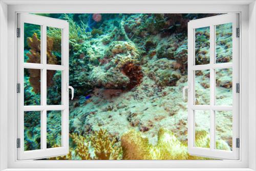 Fototapeta Naklejka Na Ścianę Okno 3D - フィリピン、セブ島の南西部にあるモアルボアルでダイビングする風景 Scenery of diving in Moalboal, southwest of Cebu Island, Philippines.