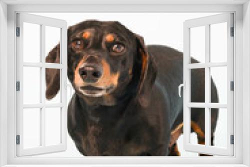Fototapeta Naklejka Na Ścianę Okno 3D - Portrait of a miniature dachshund 