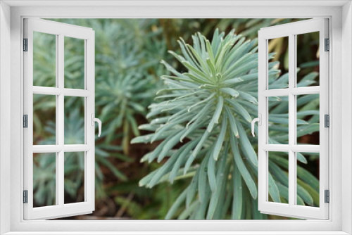 Fototapeta Naklejka Na Ścianę Okno 3D - Green Succulent Plant