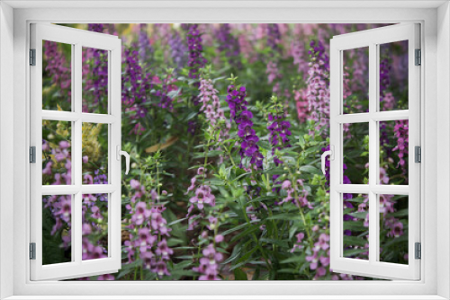 Fototapeta Naklejka Na Ścianę Okno 3D - Light and dark purple field of flowers in a garden.