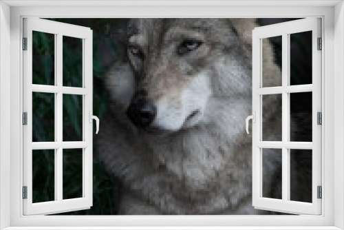 Fototapeta Naklejka Na Ścianę Okno 3D - Portrait of a beautiful female wolf in a half turn large, looks skeptically appraising