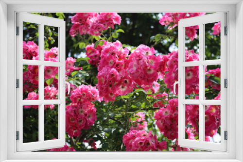 Fototapeta Naklejka Na Ścianę Okno 3D - White and pink rustic roses in bloom on summer in the garden on a sunny day