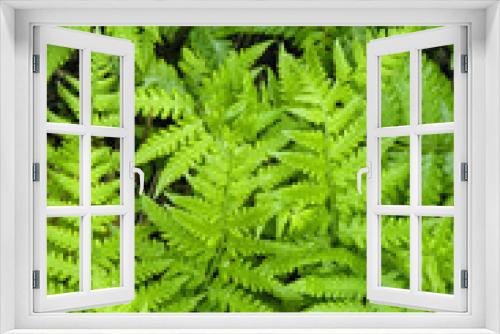 Fototapeta Naklejka Na Ścianę Okno 3D - nice green fern leaves in botanic garden