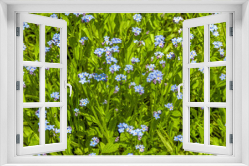 Fototapeta Naklejka Na Ścianę Okno 3D - blue flower meadow