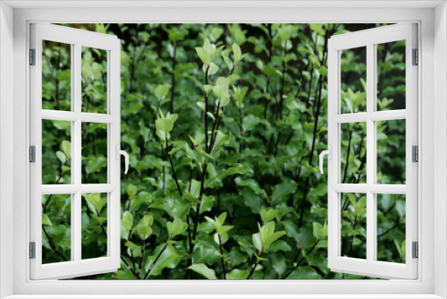 Fototapeta Naklejka Na Ścianę Okno 3D - Full frame image of pittosporum shrub showing leaf detail and stems