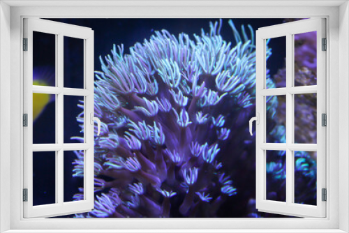 Fototapeta Naklejka Na Ścianę Okno 3D - Eine Koralle im Meerwasseraquarium.

