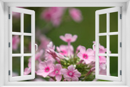 Fototapeta Naklejka Na Ścianę Okno 3D - Pink phloxes blossoming in the summer garden, close up