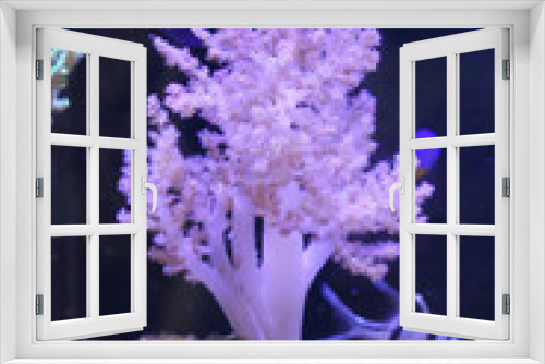 Fototapeta Naklejka Na Ścianę Okno 3D - Eine Koralle im Meerwasseraquarium.
