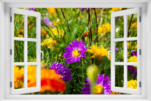 Fototapeta Naklejka Na Ścianę Okno 3D - Summer afternoon in the garden. Flowers in the garden. Purple asters among marigolds. A bee sits on an aster. The bee collects nectar. Bee in the garden of flowers.