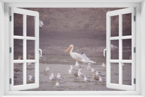 Fototapeta Naklejka Na Ścianę Okno 3D - Pelican and Seagulls
