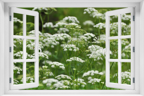 Fototapeta Naklejka Na Ścianę Okno 3D - Aegopodium podagraria grows as a weed in nature