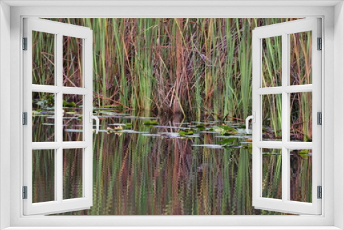 Fototapeta Naklejka Na Ścianę Okno 3D - Yellow, red and green swamp grass reflecting in the swamp