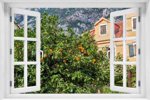 Fototapeta Naklejka Na Ścianę Okno 3D - Tangerine tree next to the house