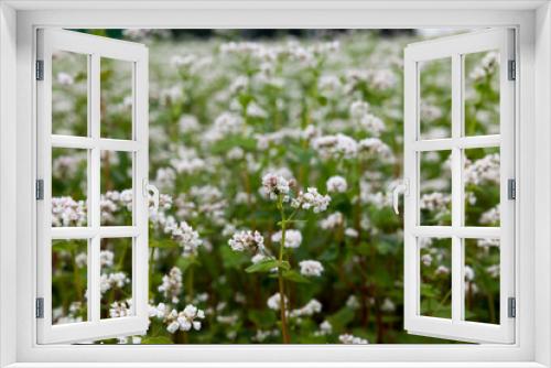 Fototapeta Naklejka Na Ścianę Okno 3D - white buckwheat flowers during flowering