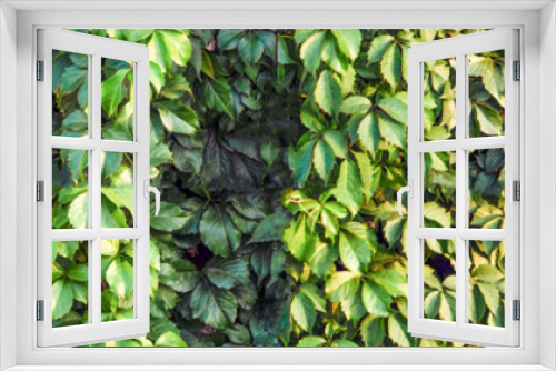 Fototapeta Naklejka Na Ścianę Okno 3D - Heart-shaped grape leaves, devil's ivy, juicy leaves.