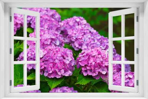 Fototapeta Naklejka Na Ścianę Okno 3D - 赤紫の紫陽花２