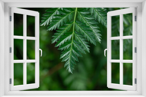 Fototapeta Naklejka Na Ścianę Okno 3D - Close-up of green fern leaves, on blurred dark background