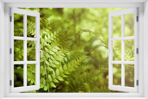 Fototapeta Naklejka Na Ścianę Okno 3D - Herbal background. Fern leaves in the forest. Sunny weather, space for text.