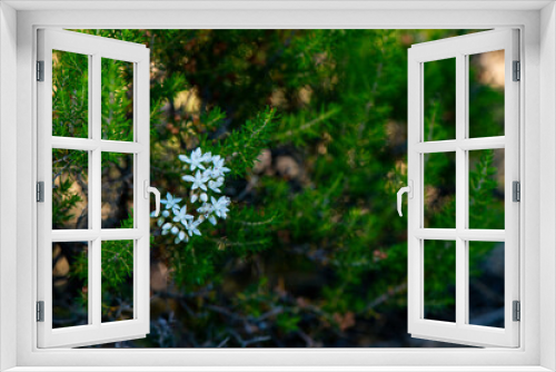 Fototapeta Naklejka Na Ścianę Okno 3D - Pflanzenwelt im Restonica Tal auf Korsika