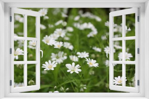 Fototapeta Naklejka Na Ścianę Okno 3D - white flowers in the forest