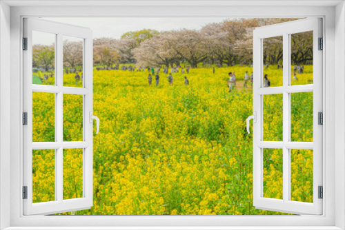 Fototapeta Naklejka Na Ścianę Okno 3D - 菜の花畑に集まる人々