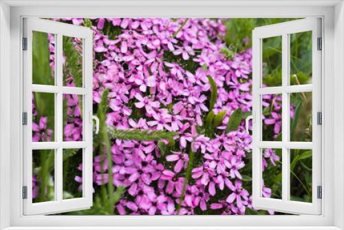 Fototapeta Naklejka Na Ścianę Okno 3D - Mountain meadow in the Polish Tatras