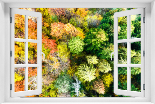 Fototapeta Naklejka Na Ścianę Okno 3D - Aerial view of dense green pine forest with canopies of spruce trees and colorful lush foliage in autumn mountains.