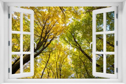 Fototapeta Naklejka Na Ścianę Okno 3D - Perspective from down to up view of autumn forest with bright orange and yellow leaves. Dense woods with thick canopies in sunny fall weather.