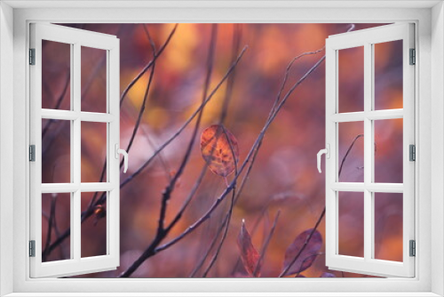 Fototapeta Naklejka Na Ścianę Okno 3D - pianta di scotano in autunno