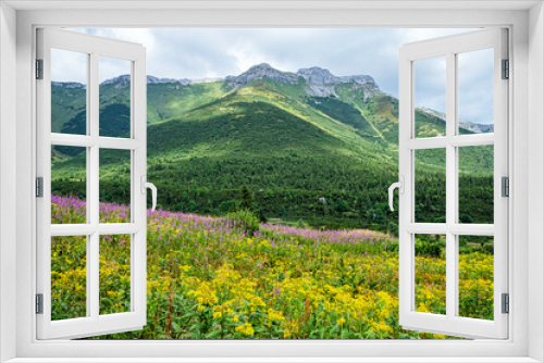 Fototapeta Naklejka Na Ścianę Okno 3D - Flowering meadow, Belianske Tatras mountain, Slovakia