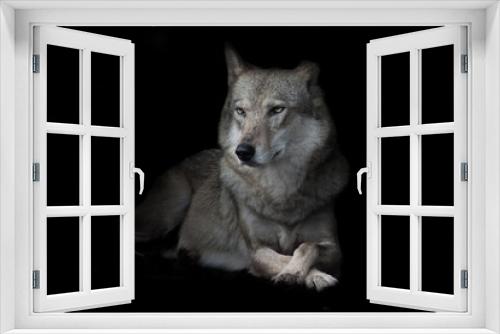 Fototapeta Naklejka Na Ścianę Okno 3D -  wolf sitting cross legged in night darkness, isolated black