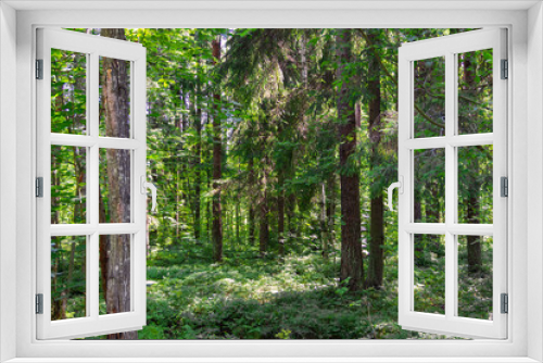 Fototapeta Naklejka Na Ścianę Okno 3D - Mixed coniferous-deciduous forest on a sunny summer day.