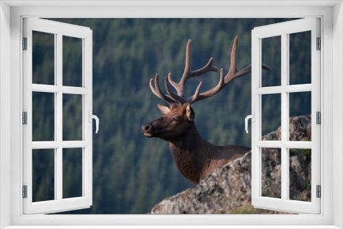 Fototapeta Naklejka Na Ścianę Okno 3D - A Large Bull with Velvet Antlers High in the Rocky Mountains