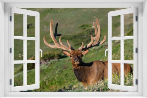 Fototapeta Naklejka Na Ścianę Okno 3D - Large Bull Elk with Velvet Antlers on a Spring Morning