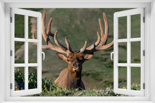 Fototapeta Naklejka Na Ścianę Okno 3D - Large Bull Elk with Velvet Antlers on a Spring Morning