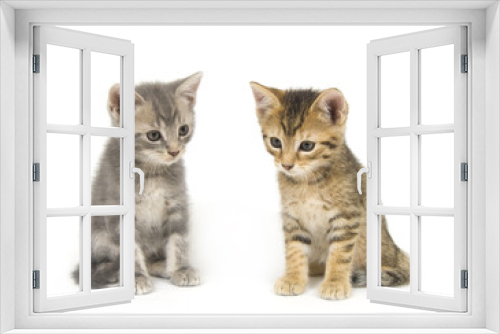 Fototapeta Naklejka Na Ścianę Okno 3D - Two kittens on white