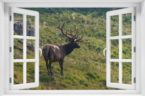 Fototapeta Naklejka Na Ścianę Okno 3D - Large Bull Elk in Velvet Antlers in Colorado