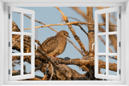 Fototapeta Naklejka Na Ścianę Okno 3D - A Mourning Dove on a Summer Morning