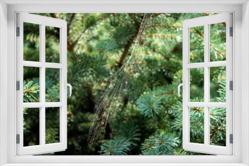 Fototapeta Naklejka Na Ścianę Okno 3D - Spider web among pine branches with blurred background and variable soft focus
