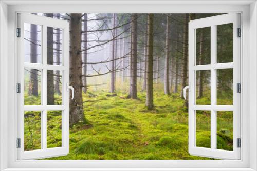 Fototapeta Naklejka Na Ścianę Okno 3D - Coniferous forest a foggy morning