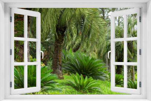 Fototapeta Naklejka Na Ścianę Okno 3D - palm trees in the park, palm trees in the garden