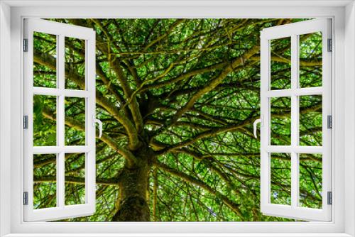 Fototapeta Naklejka Na Ścianę Okno 3D - Under Tree Branches