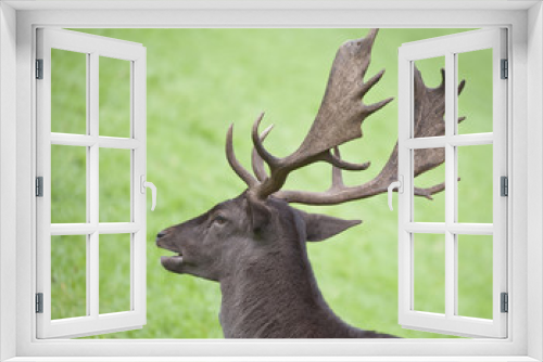Fototapeta Naklejka Na Ścianę Okno 3D - fallow deer head