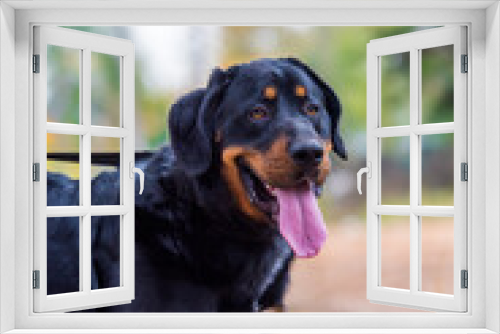 Fototapeta Naklejka Na Ścianę Okno 3D - beautiful large brown dog mestizo rottweiler