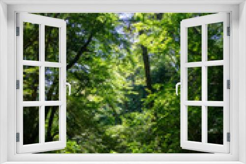 Fototapeta Naklejka Na Ścianę Okno 3D - 夏の森　森林浴