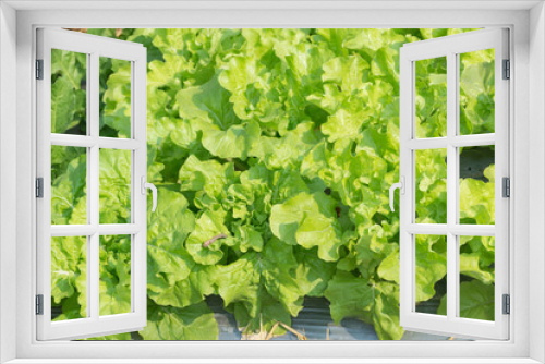 Fototapeta Naklejka Na Ścianę Okno 3D - Fresh lettuce in farm,selective focus.