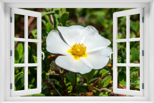 Fototapeta Naklejka Na Ścianę Okno 3D - Cistus x corbariensis a summer flowering compact shrub plant with a white summertime flower commonly known as rock rose, stock photo image